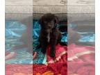 Australian Shepherd PUPPY FOR SALE ADN-776685 - Standard Female Dark Red Bi