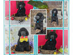 Poodle (Standard) PUPPY FOR SALE ADN-776675 - AKC champion sired