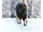 Estrela Mountain Dog PUPPY FOR SALE ADN-776673 - Purebred Estrela LGD Puppies