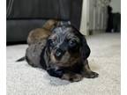 Dachshund PUPPY FOR SALE ADN-776658 - Purebred CKC registered