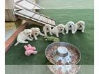 Labrador Retriever PUPPY FOR SALE ADN-776656 - Shebas little Gods