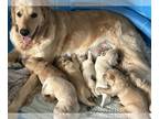 Golden Retriever PUPPY FOR SALE ADN-776647 - AKC registered Golden Retriever