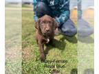 Borador PUPPY FOR SALE ADN-776633 - The sweetest Lab Puppies for Sale