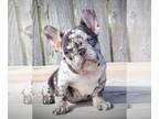 French Bulldog PUPPY FOR SALE ADN-776604 - AKC CHOCOLATE MERLE FRENCH BULLDOG