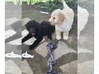 Goldendoodle PUPPY FOR SALE ADN-776599 - F1B Goldendoodle Puppies