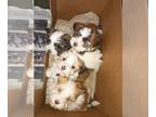 Havanese PUPPY FOR SALE ADN-776573 - Havanese Puppies