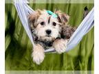 Morkie PUPPY FOR SALE ADN-776568 - Elsa adorable female Morkie Puppy