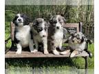 Australian Shepherd PUPPY FOR SALE ADN-776561 - Australian Shepherd Puppies