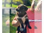 Labrador Retriever PUPPY FOR SALE ADN-776559 - Chocolate chip crew