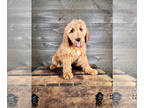 Goldendoodle PUPPY FOR SALE ADN-776555 - F1 Goldendoodle puppies