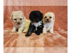 Poodle (Toy) PUPPY FOR SALE ADN-776542 - Toy pups