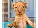 Miniature Pinscher PUPPY FOR SALE ADN-776541 - Min Pins