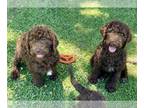 Goldendoodle PUPPY FOR SALE ADN-776495 - CKC F1B Goldendoodle Puppies