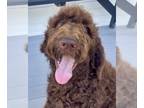 Goldendoodle-Poodle (Standard) Mix PUPPY FOR SALE ADN-776495 - CKC F1B