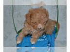 Poodle (Toy) PUPPY FOR SALE ADN-776714 - 5in this liter toy poodles