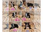 Boston Terrier PUPPY FOR SALE ADN-776703 - Boston Terriers AKC