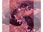 Siberian Husky PUPPY FOR SALE ADN-776674 - Siberian Huskies
