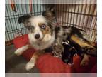 Miniature Australian Shepherd PUPPY FOR SALE ADN-776631 - Miniature Australian