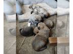 German Shepherd Dog-Great Pyrenees Mix PUPPY FOR SALE ADN-776603 - German