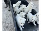 American Eskimo Dog-Border-Aussie Mix PUPPY FOR SALE ADN-776563 - American