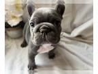French Bulldog PUPPY FOR SALE ADN-776535 - Blue Frenchie Male