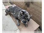 French Bulldog PUPPY FOR SALE ADN-776743 - French bulldog Female