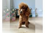 Poodle (Miniature) PUPPY FOR SALE ADN-776741 - Miniature red poodle boy 11