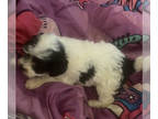 Maltipoo-Poodle (Miniature) Mix PUPPY FOR SALE ADN-776736 - Sweet puppy