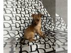 Chihuahua PUPPY FOR SALE ADN-776730 - Chihuahua puppy ready for her forever home