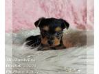 Yorkshire Terrier PUPPY FOR SALE ADN-776712 - Purebred Female Toy Yorkie Puppy