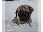 Pug PUPPY FOR SALE ADN-776704 - Roy the Tiger Striped Pug