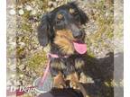 Dachshund PUPPY FOR SALE ADN-776697 - Deja the Purebred Female Toy Doxie