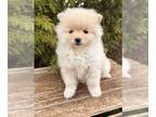 Pomeranian PUPPY FOR SALE ADN-776696 - Bear