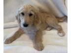 Goldendoodle PUPPY FOR SALE ADN-776690 - Goldendoodle Puppy