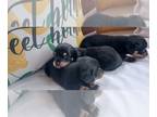 Dachshund PUPPY FOR SALE ADN-776688 - Miniature dachshund