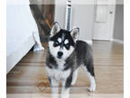 Pomsky PUPPY FOR SALE ADN-776677 - Willow
