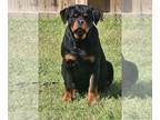 Rottweiler PUPPY FOR SALE ADN-776676 - Rottweiler Pup
