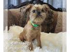 Brussels Griffon PUPPY FOR SALE ADN-776667 - Neutered Brussels Griffon with Free