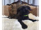 Brussels Griffon PUPPY FOR SALE ADN-776664 - Neutered Brussels Griffon with Free