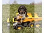 Dachshund PUPPY FOR SALE ADN-776663 - Astro