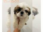 Shih Tzu PUPPY FOR SALE ADN-776655 - Shih Tzu puppies