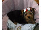 Yorkshire Terrier PUPPY FOR SALE ADN-776650 - Yorkie