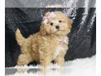 Maltipoo PUPPY FOR SALE ADN-776635 - Sugar Plum F1 Maltipoo