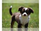 Miniature Australian Shepherd PUPPY FOR SALE ADN-776628 - Toy Aussie Hannah