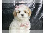 Maltipoo PUPPY FOR SALE ADN-776627 - Whisper F1 Maltipoo