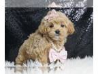 Maltipoo PUPPY FOR SALE ADN-776601 - Petals F1 Maltipoo