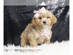 Maltipoo PUPPY FOR SALE ADN-776600 - Paisley F1 Maltipoo