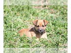 Jack Russell Terrier-Mutt Mix PUPPY FOR SALE ADN-776598 - Jack Russell Mix