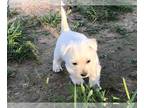 West Highland White Terrier PUPPY FOR SALE ADN-776595 - Sapphires Hope