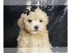 Maltipoo PUPPY FOR SALE ADN-776591 - Reggieroo F1 Maltipoo